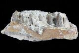 Oreodont Jaw Section With Teeth - South Dakota #82193-1